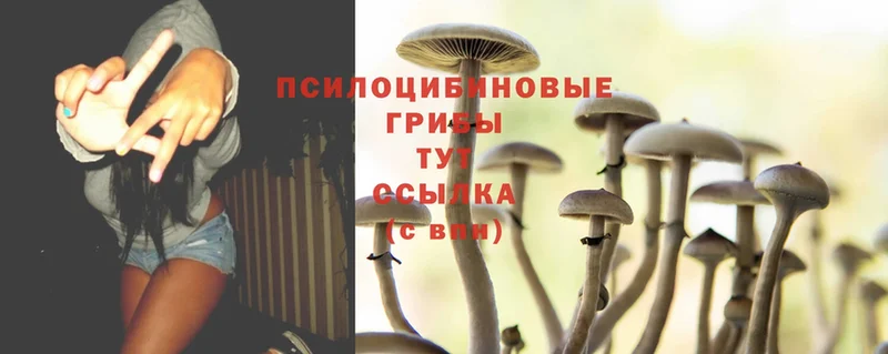 Галлюциногенные грибы Psilocybe  купить  цена  Ряжск 